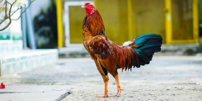 Bí quyết chọn giống nền tảng thành công